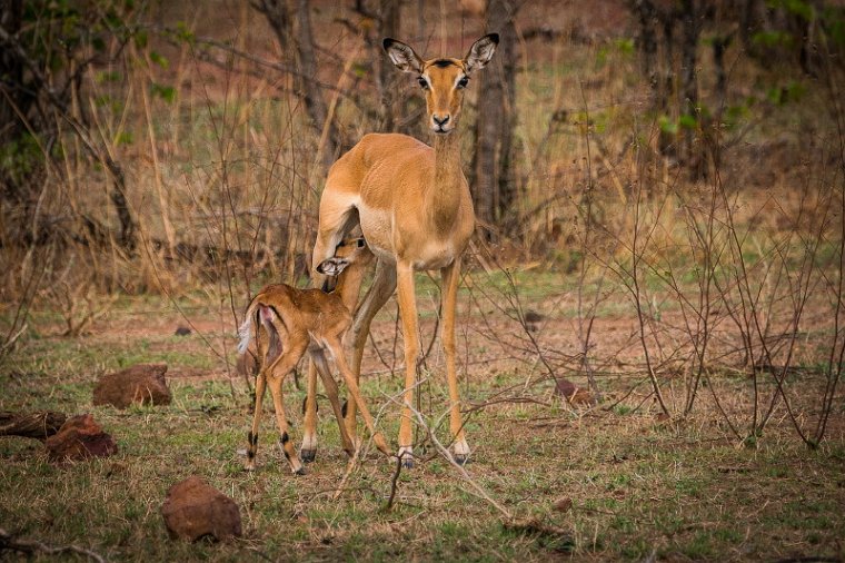106 Zambia, South Luangwa NP, impala.jpg